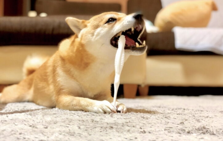 犬の歯磨きのやり方を解説！歯磨きの手順や慣れさせていく方法！